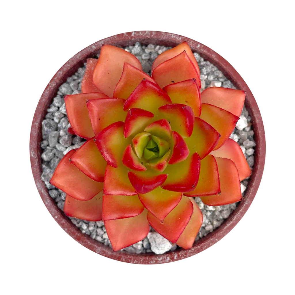 x Sedeveria 'Letizia'