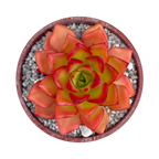 x Sedeveria 'Letizia'