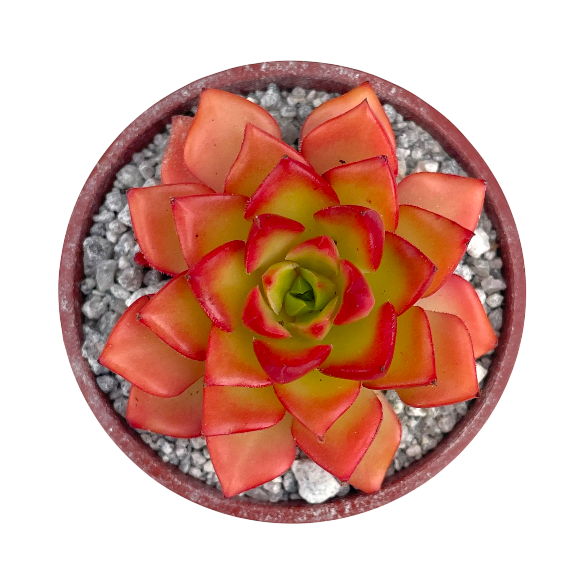 x Sedeveria 'Letizia'