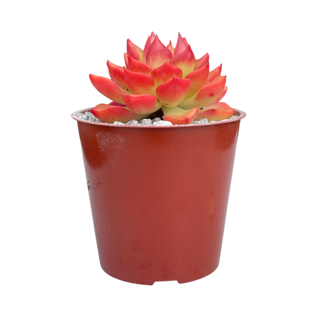 x Sedeveria 'Letizia'