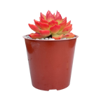 x Sedeveria 'Letizia'