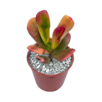 Crassula 'Red Horn'