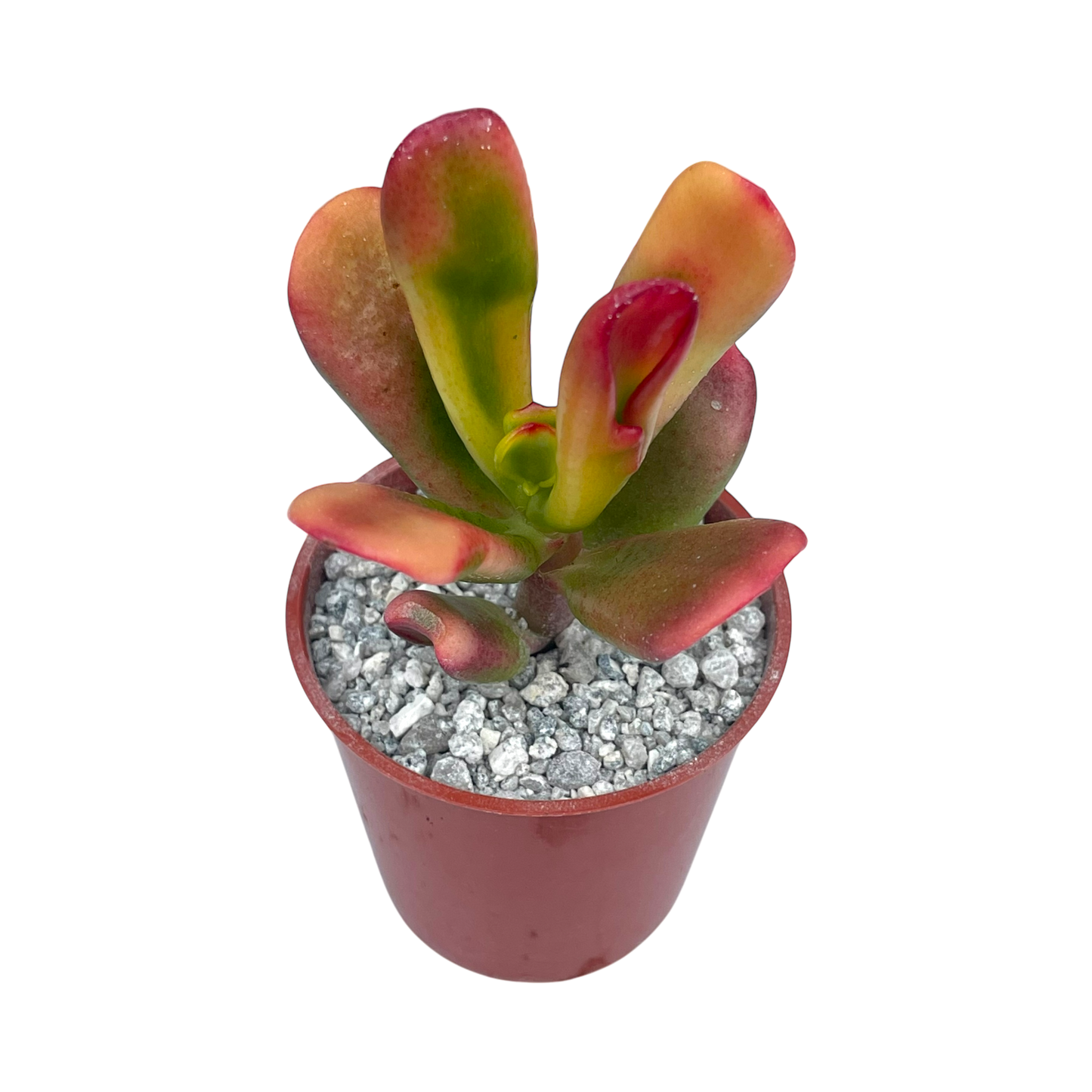 Crassula 'Red Horn'