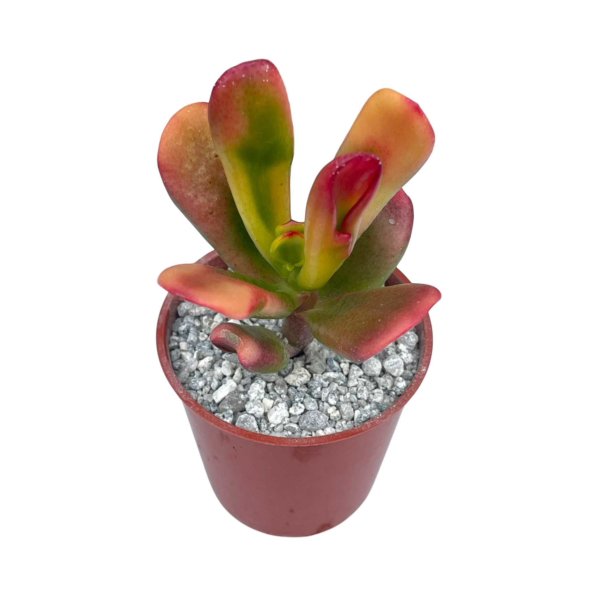 Crassula 'Red Horn'