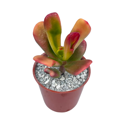 Crassula 'Red Horn'