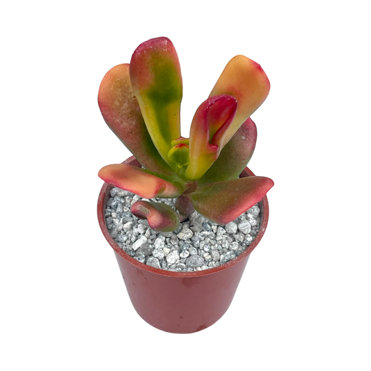 Crassula 'Red Horn'