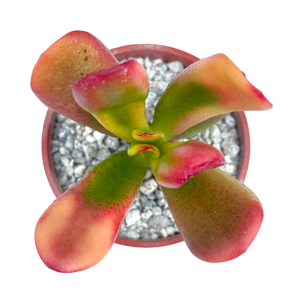 Crassula 'Red Horn'