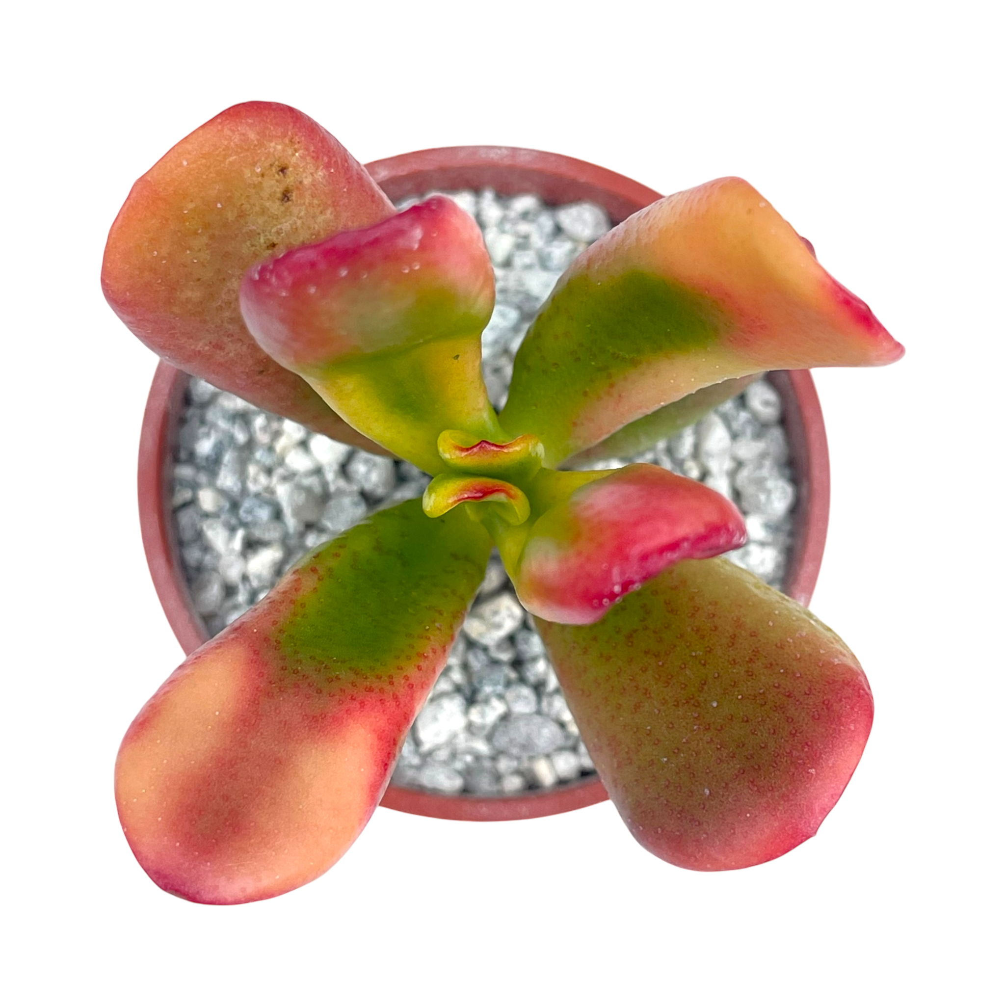 Crassula 'Red Horn'