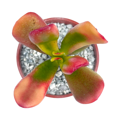 Crassula 'Red Horn'
