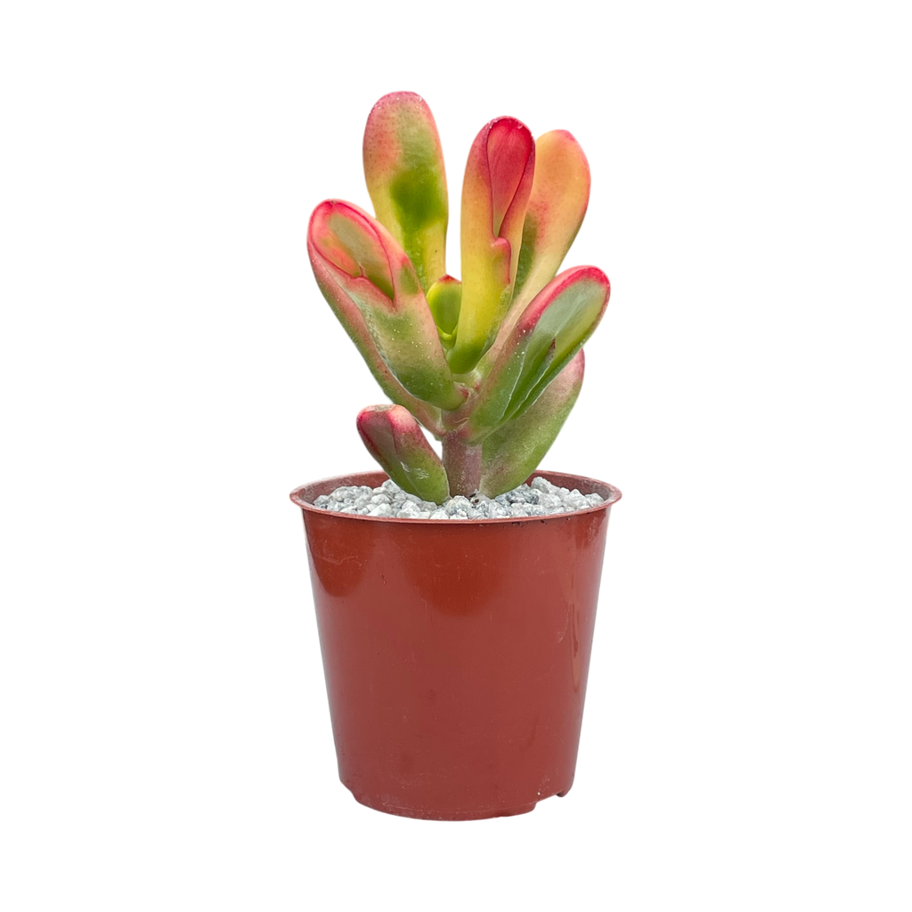 Crassula 'Red Horn'