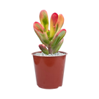 Crassula 'Red Horn'
