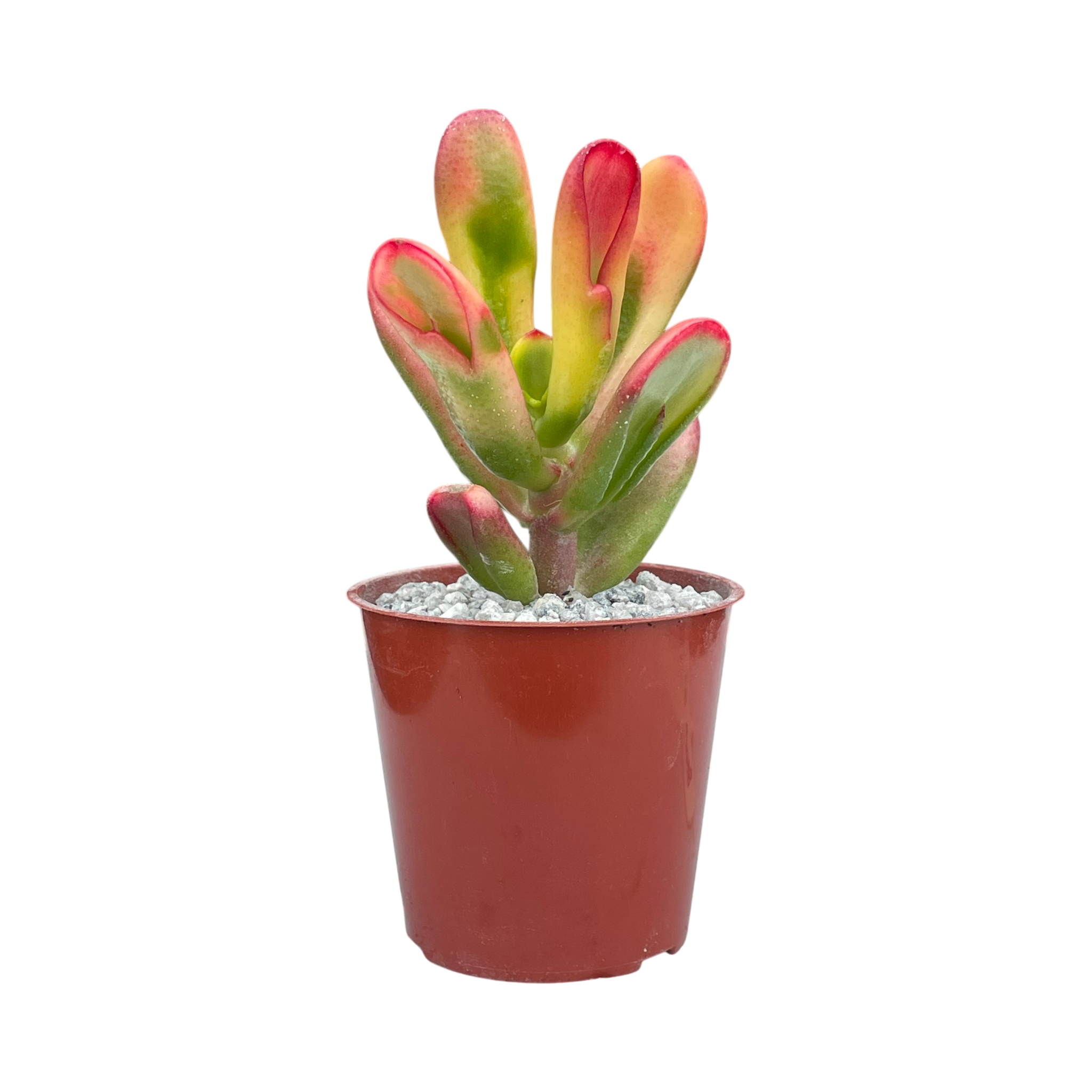 Crassula 'Red Horn'