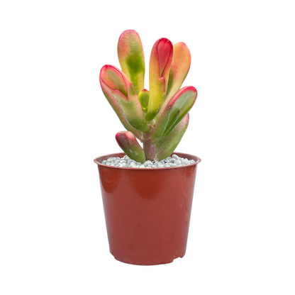 Crassula 'Red Horn'