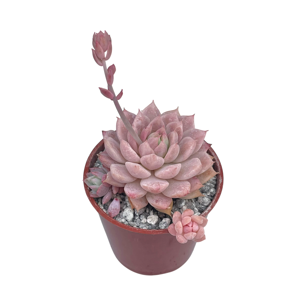 Echeveria prolifica