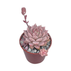 Echeveria prolifica