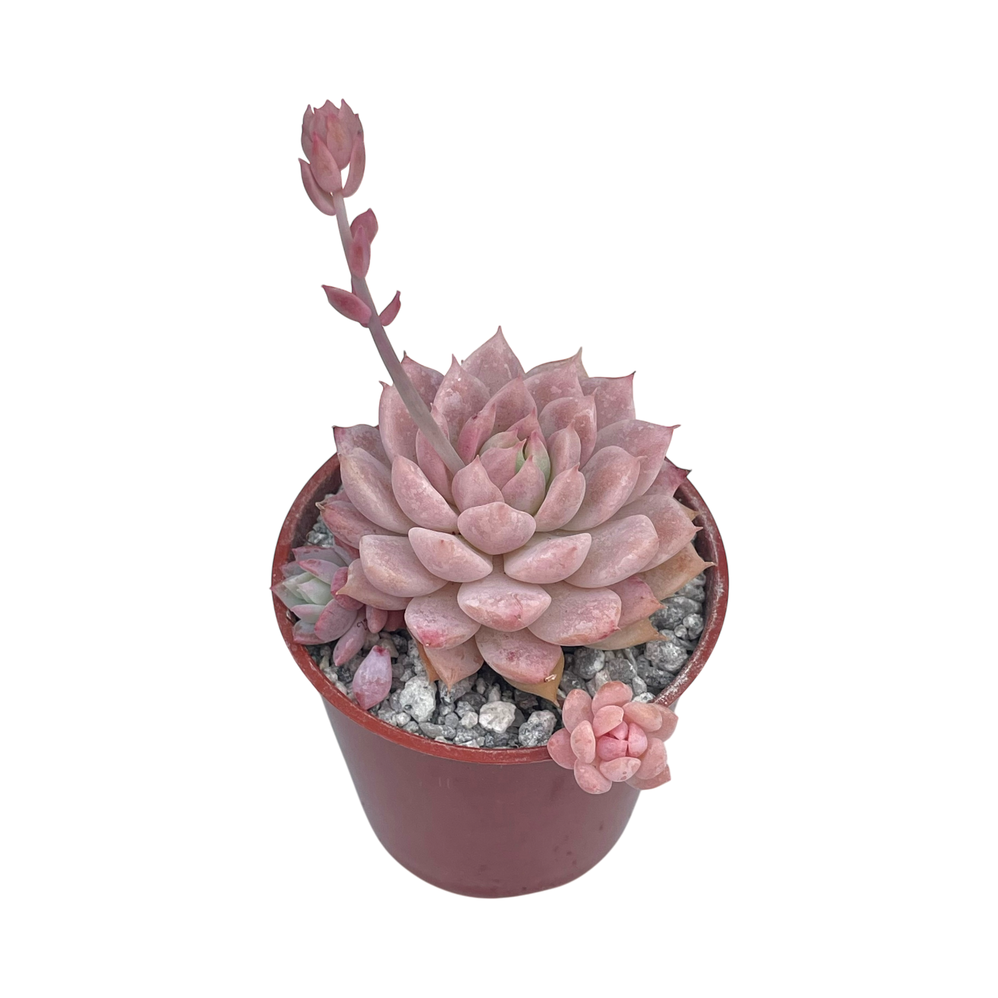 Echeveria prolifica