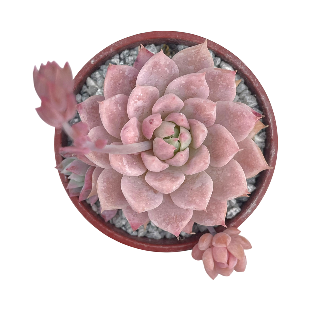 Echeveria prolifica