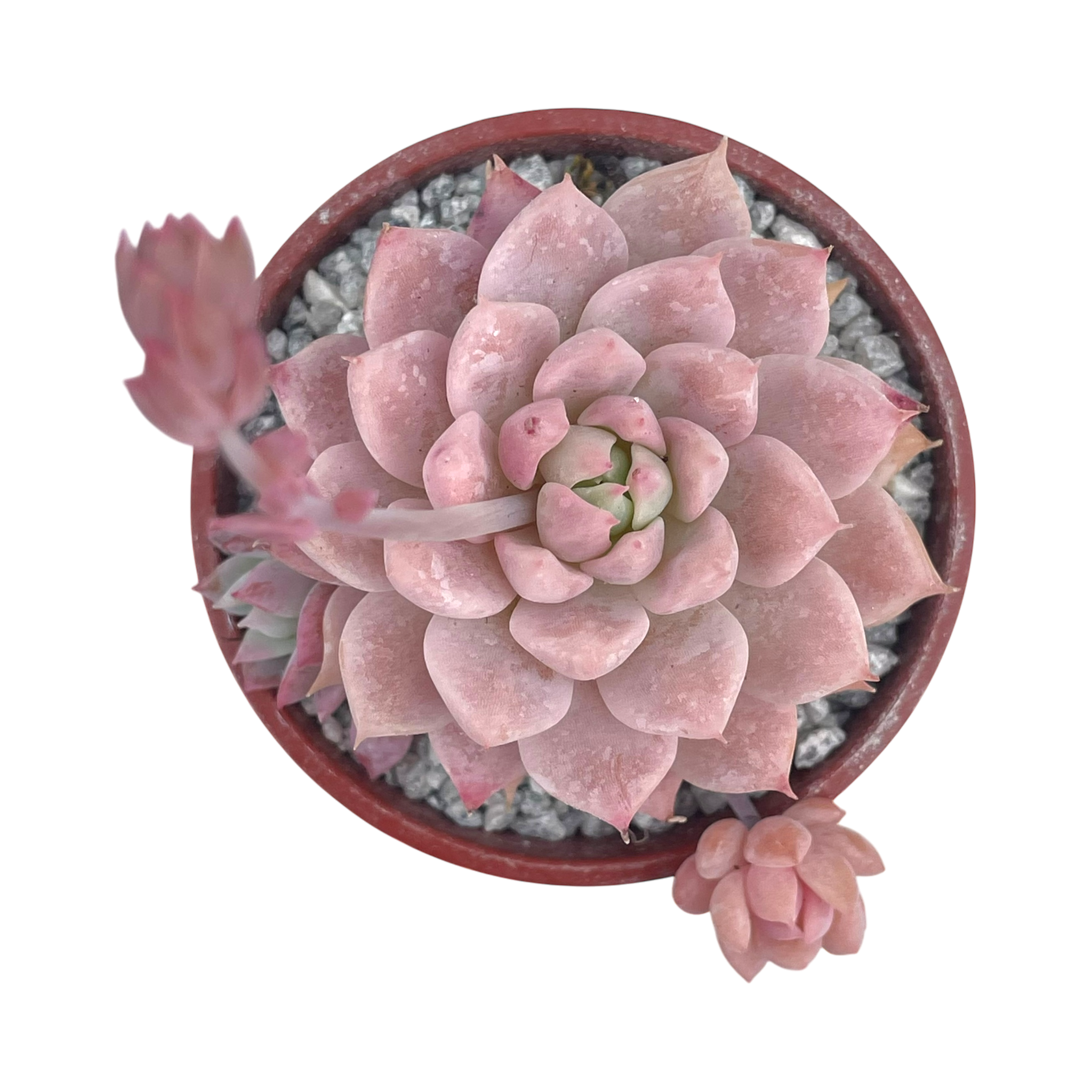 Echeveria prolifica