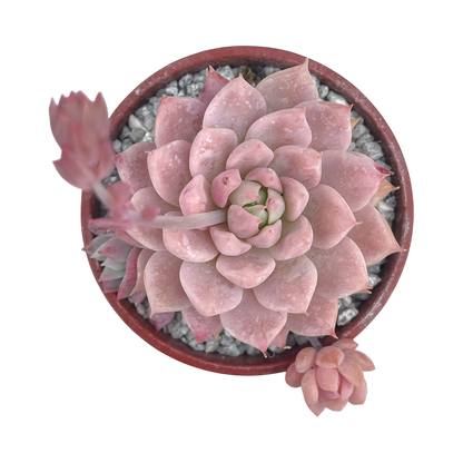 Echeveria prolifica