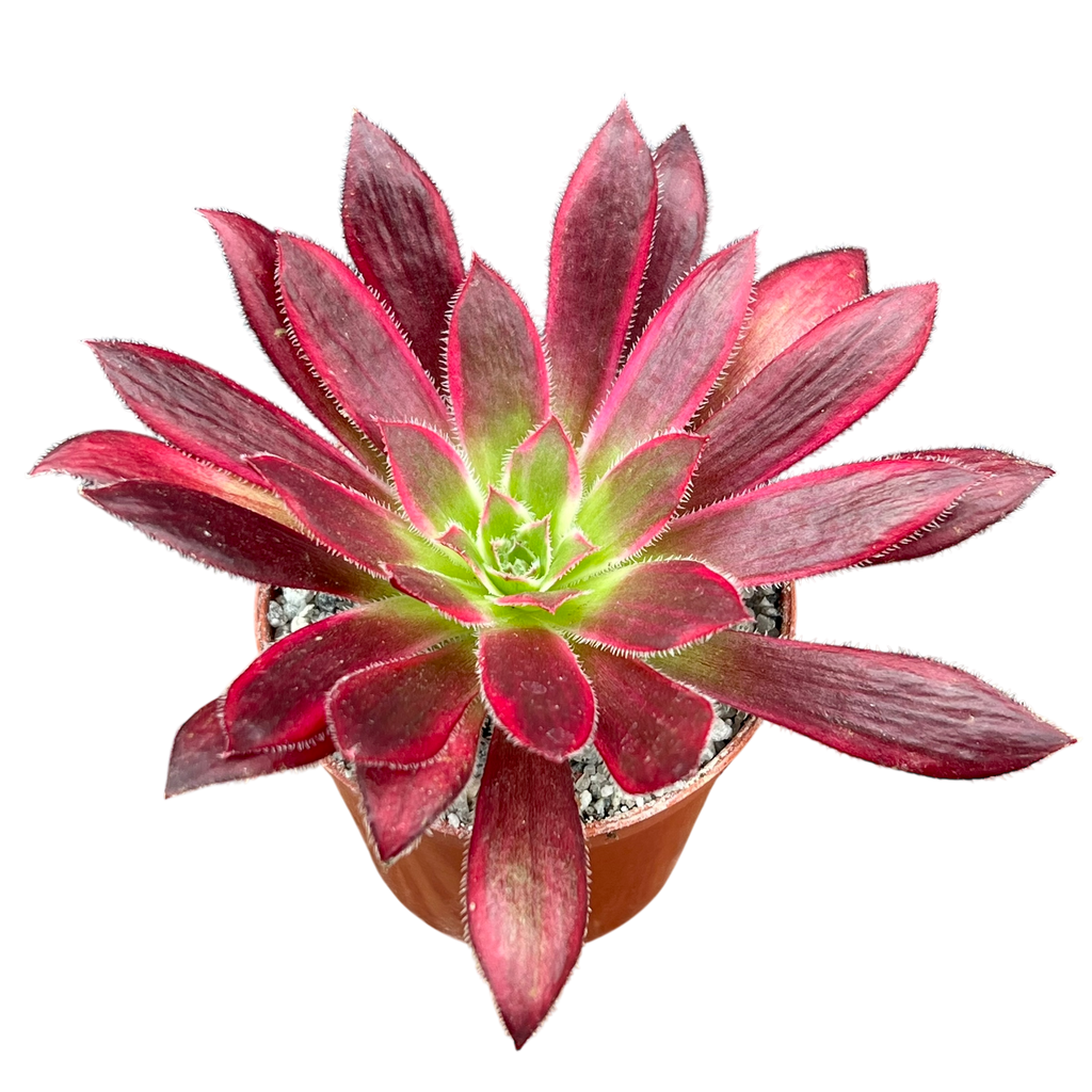 Aeonium 'Peacock'