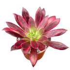 Aeonium 'Peacock'