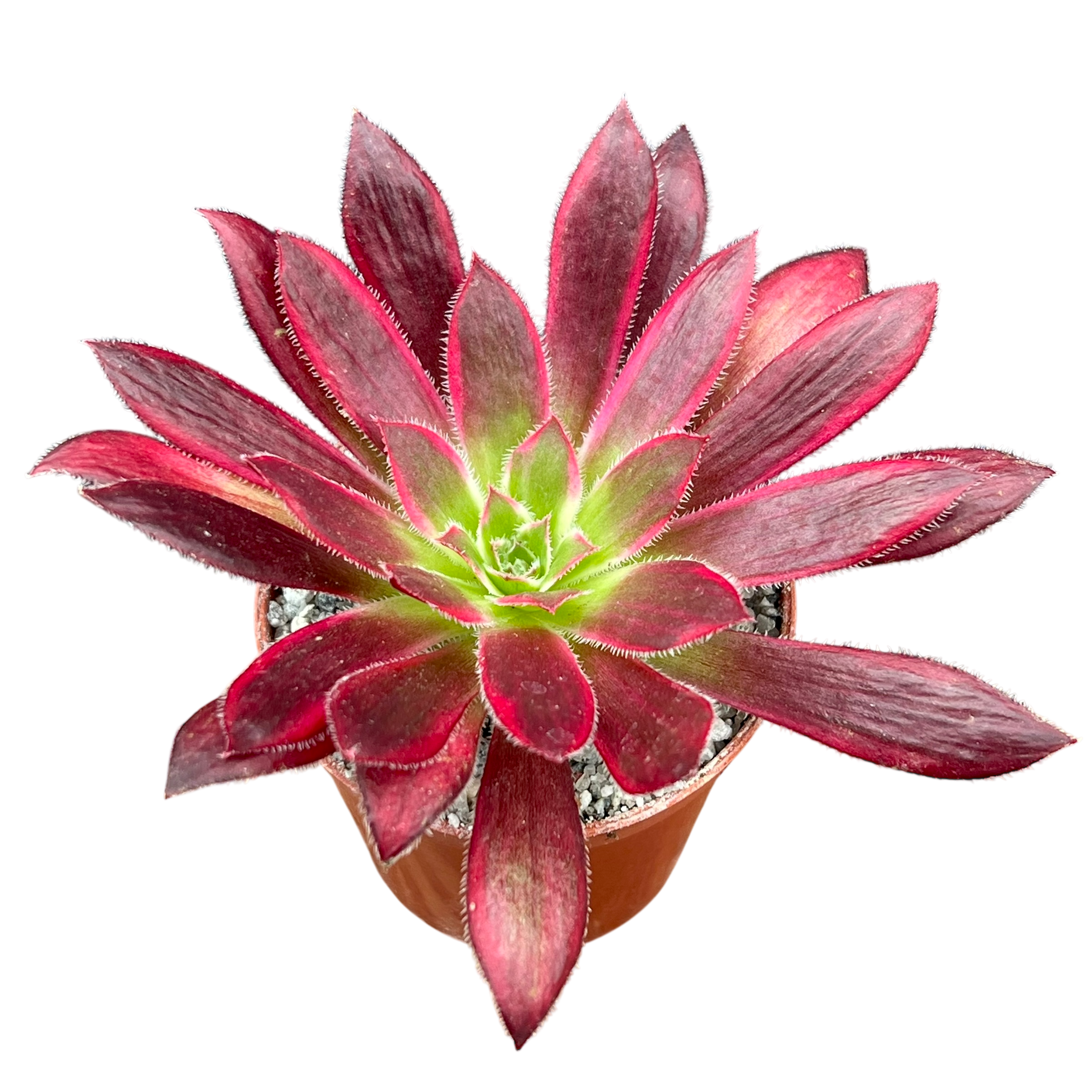 Aeonium 'Peacock'
