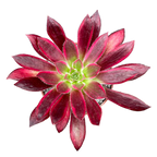 Aeonium 'Peacock'