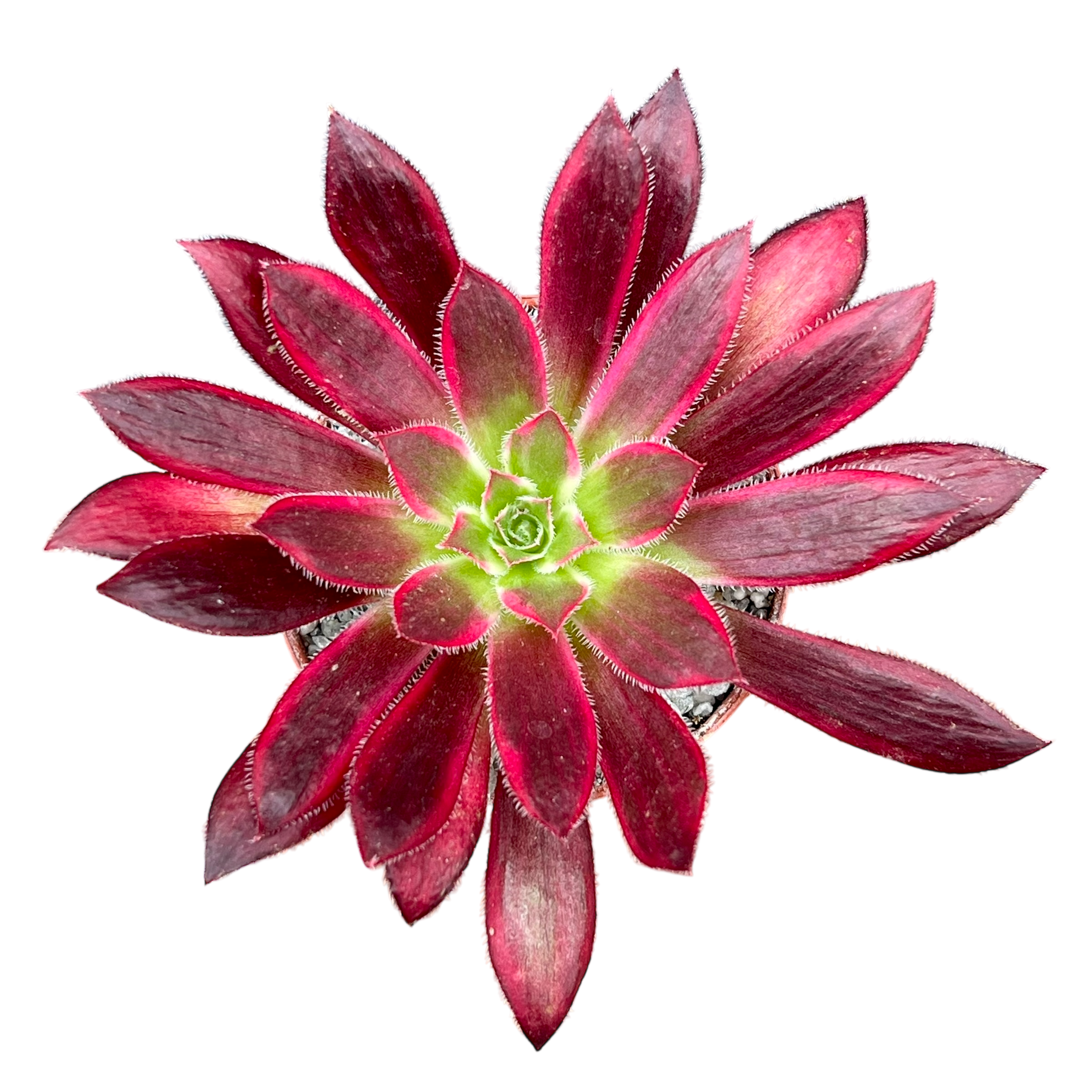Aeonium 'Peacock'