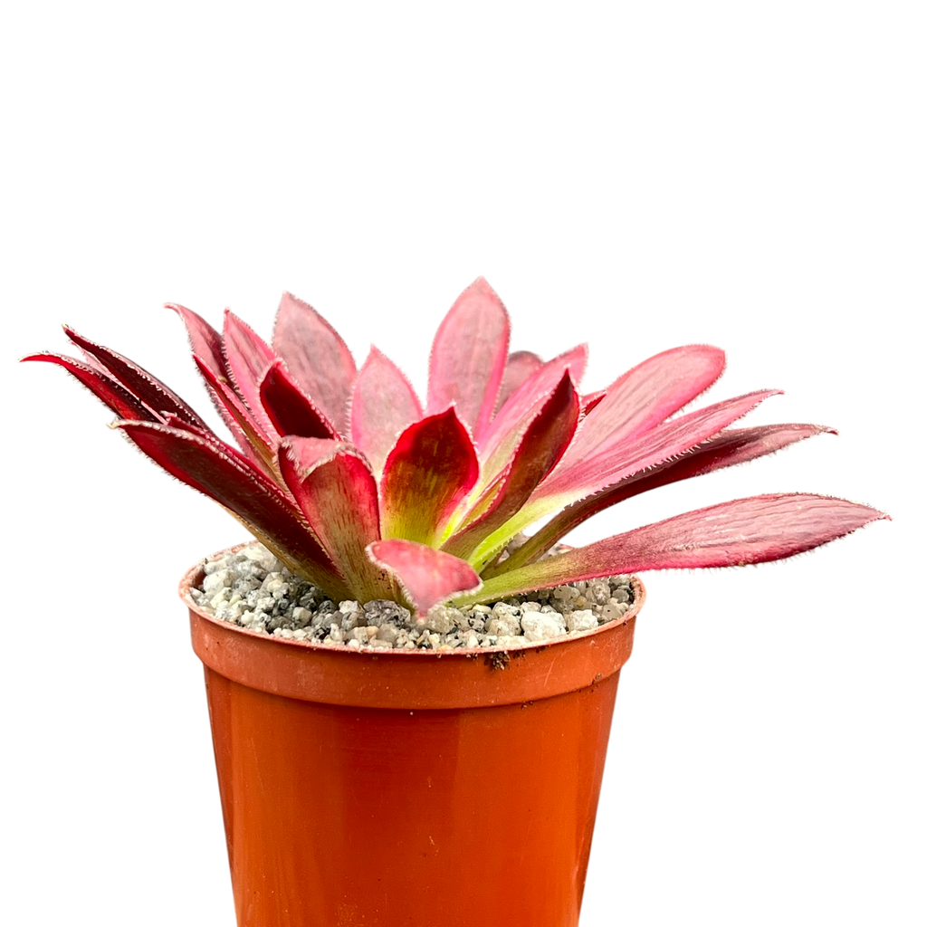 Aeonium 'Peacock'
