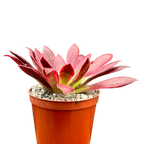 Aeonium 'Peacock'