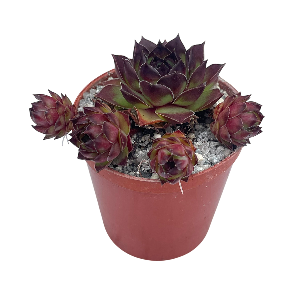センペルビウム テクトラム 'トリステ' – Surreal Succulents センペルビウム テクトラム 'トリステ' – Surreal Succulents