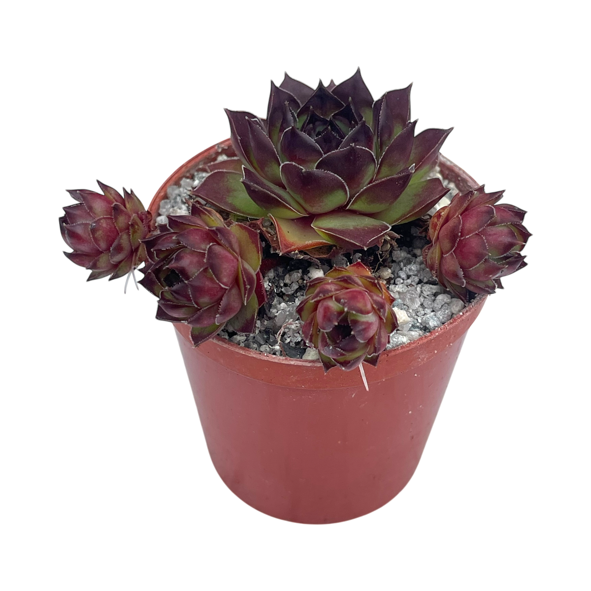 センペルビウム テクトラム 'トリステ' – Surreal Succulents センペルビウム テクトラム 'トリステ' – Surreal Succulents