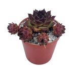Sempervivum tectorum 'Triste'