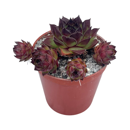 Sempervivum tectorum 'Triste'