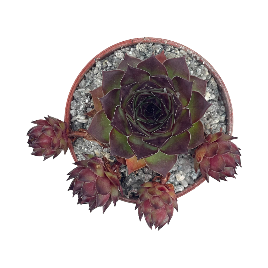 Sempervivum tectorum 'Triste'