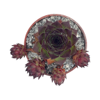 Sempervivum tectorum 'Triste'