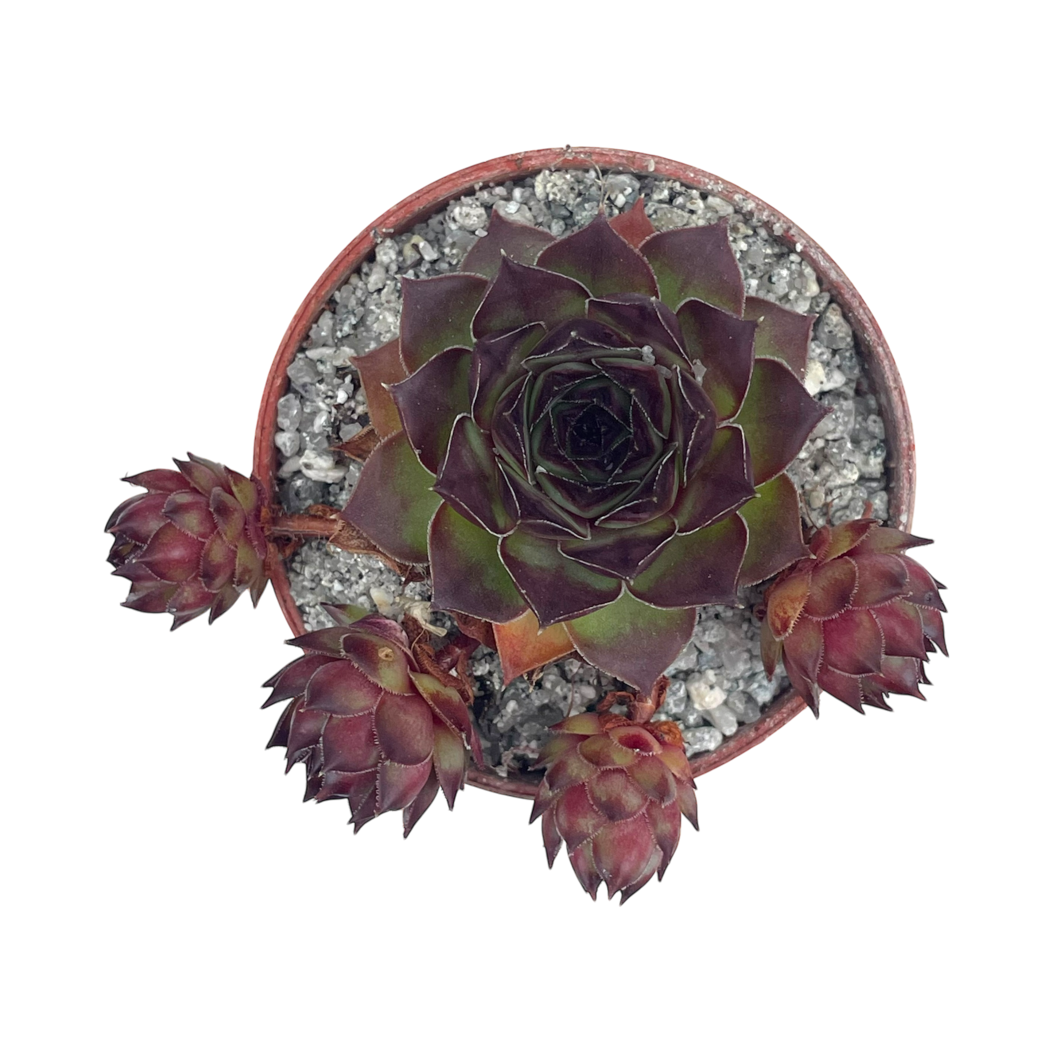 Sempervivum tectorum 'Triste'