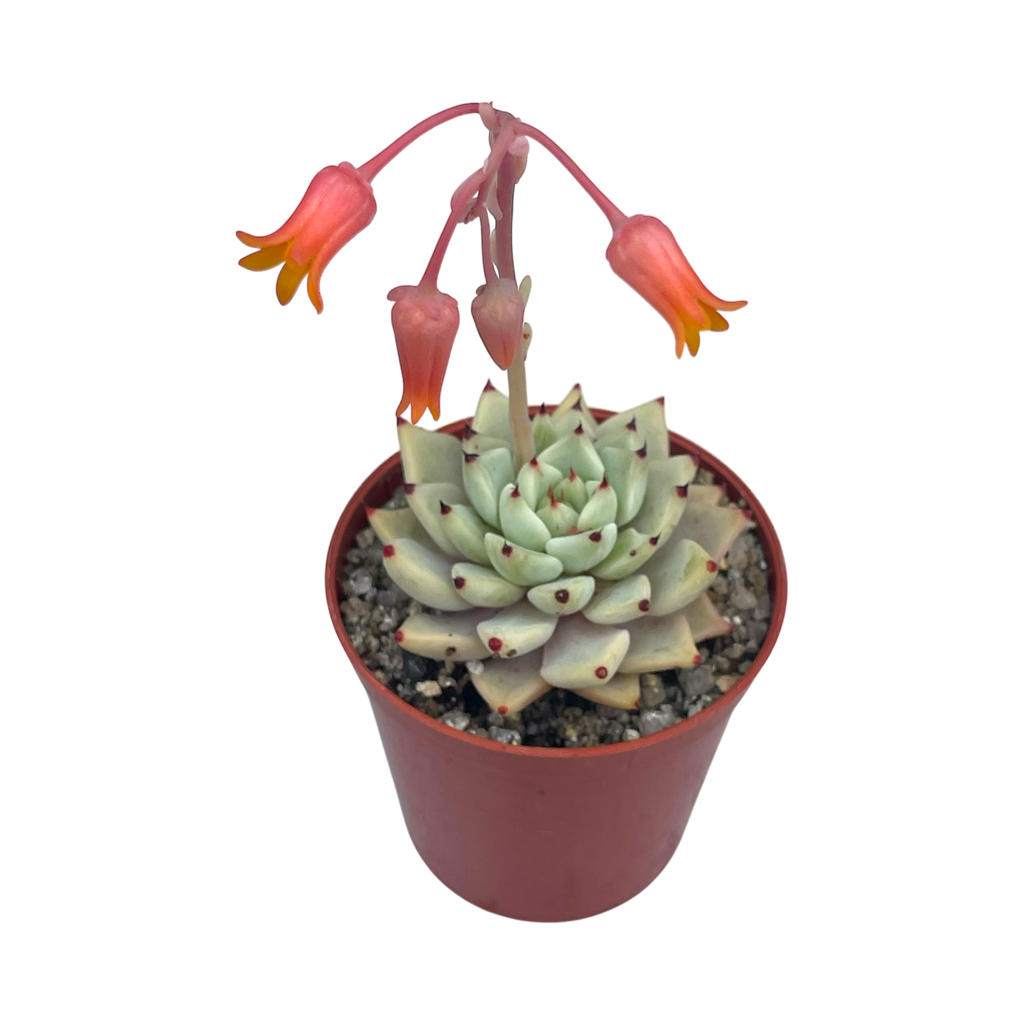 Echeveria cuspidata var. zaragoza