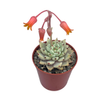 Echeveria cuspidata var. zaragoza