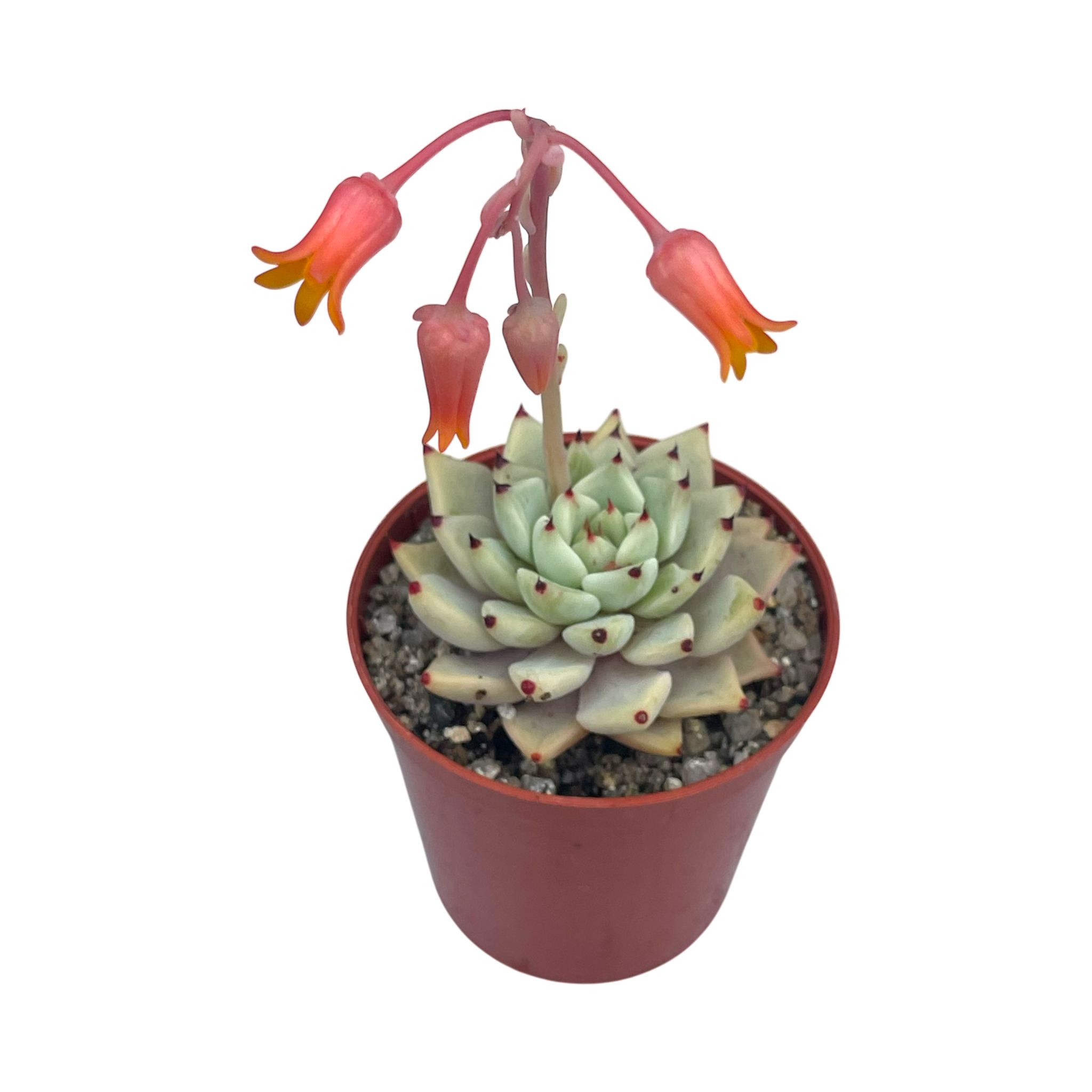 Echeveria cuspidata var. zaragoza