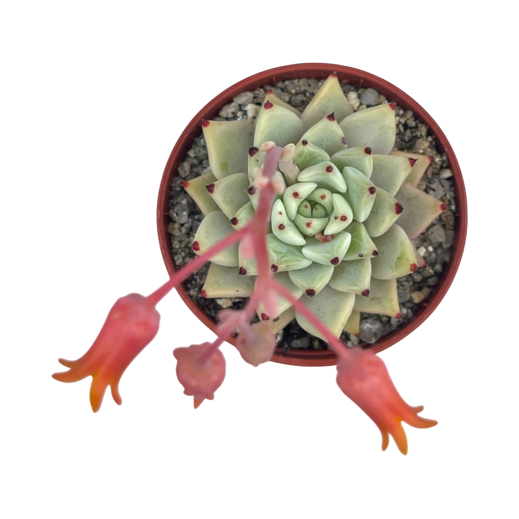 Echeveria cuspidata var. zaragoza