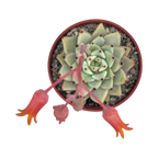 Echeveria cuspidata var. zaragoza