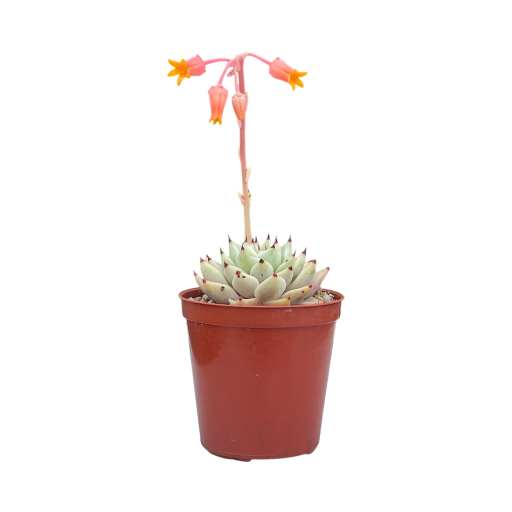 Echeveria cuspidata var. zaragoza