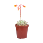 Echeveria cuspidata var. zaragoza