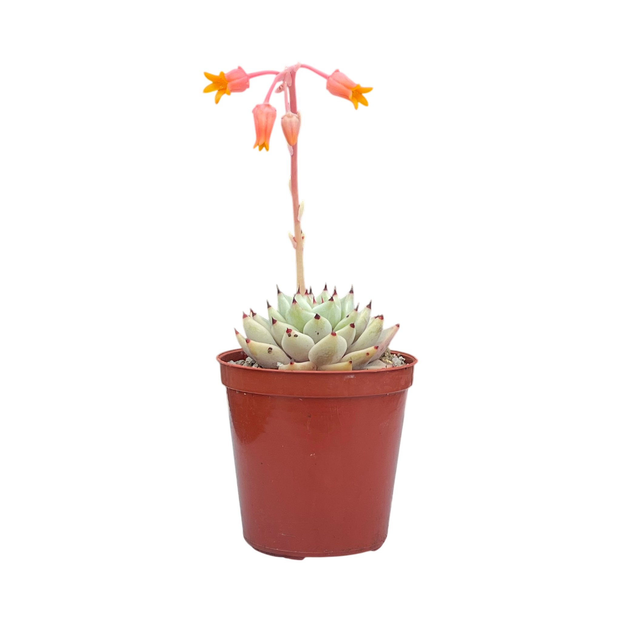 Echeveria cuspidata var. zaragoza