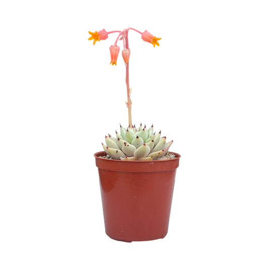 Echeveria cuspidata var. zaragoza