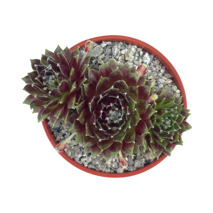 Sempervivum 'Heigham Red'
