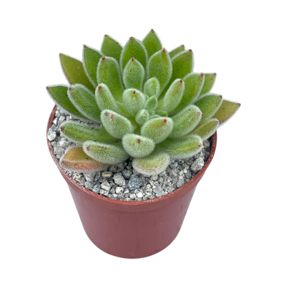 Echeveria 'Set-Oliver'