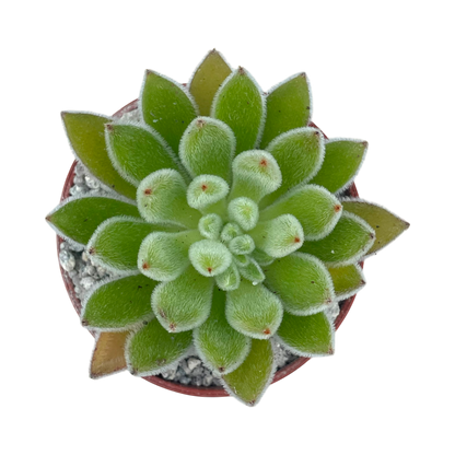 Echeveria 'Set-Oliver'