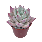 Echeveria colorata f. Tapalpa